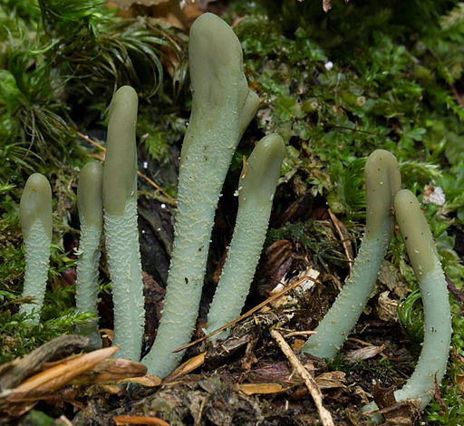 Grüne Stielzunge, Microglossum viride