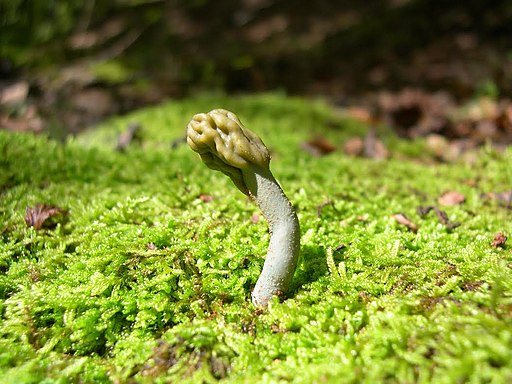 Grüne Stielzunge, Microglossum viride