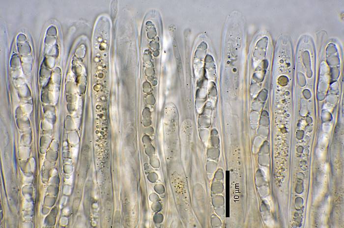 Grüne Stielzunge, Microglossum viride