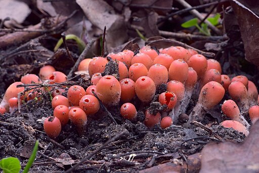 Eingerissener Tulpenbecher, Microstoma protractum