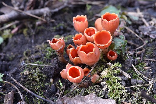 Eingerissener Tulpenbecher, Microstoma protractum