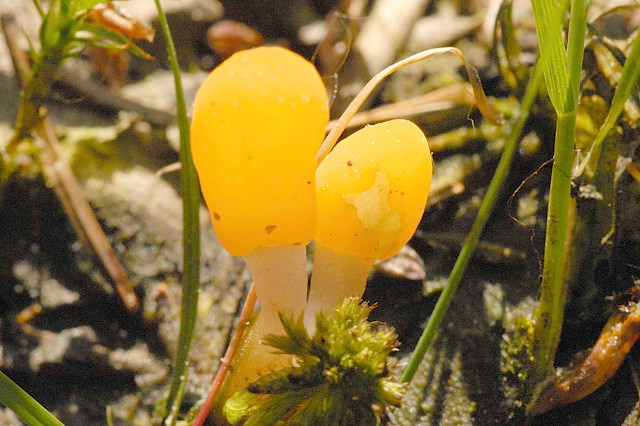 Sumpf-Haubenpilz, Mitrula paludosa