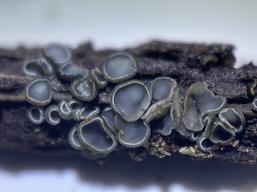 Aschgraues Weichbecherchen, Mollisia cinerea