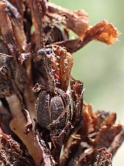 Fichtenspargel, Monotropa hypopitys