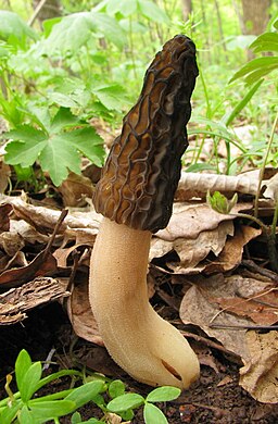 Spitzmorchel, Morchella elata