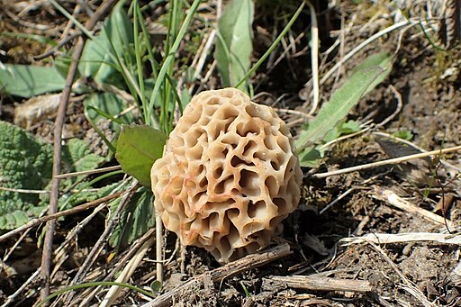 Speise-Morchel, Morchella esculenta