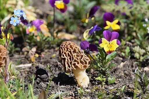 Speise-Morchel, Morchella esculenta