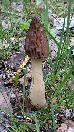 Käppchen-Morchel, Morchella semilibera