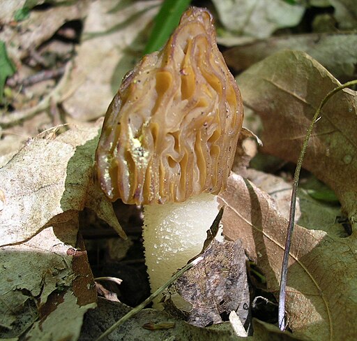 Käppchen-Morchel, Morchella semilibera