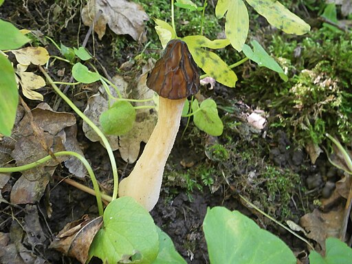 Käppchen-Morchel, Morchella semilibera