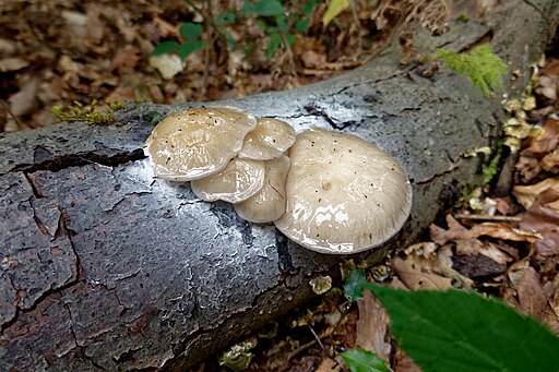 Buchen-Schleimrübling, Mucidula mucida