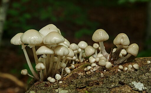 Buchen-Schleimrübling, Mucidula mucida