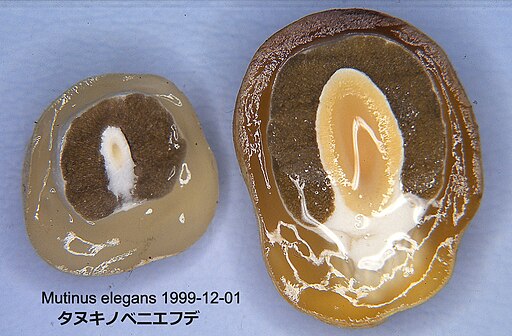 Vornehme Hundsrute, Mutinus elegans