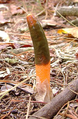 Vornehme Hundsrute, Mutinus elegans