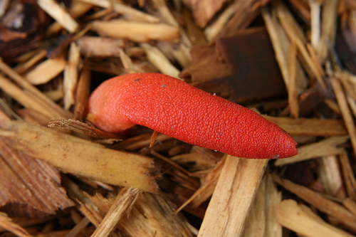 Himbeerrote Hundsrute, Mutinus ravenelii