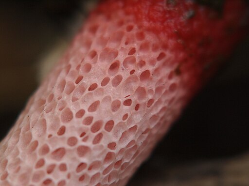 Himbeerrote Hundsrute, Mutinus ravenelii
