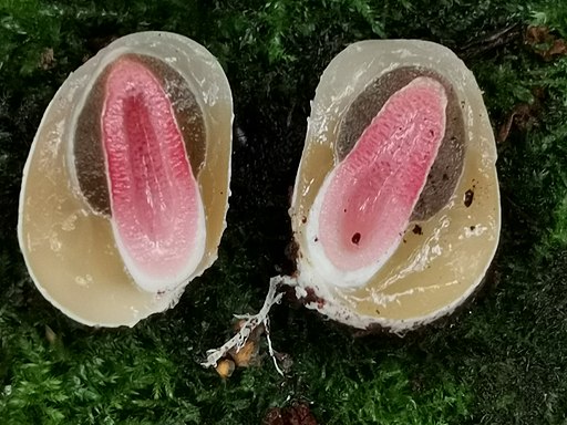 Himbeerrote Hundsrute, Mutinus ravenelii