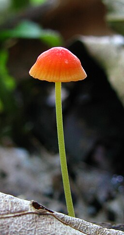 Orangeroter Helmling, Mycena acicula