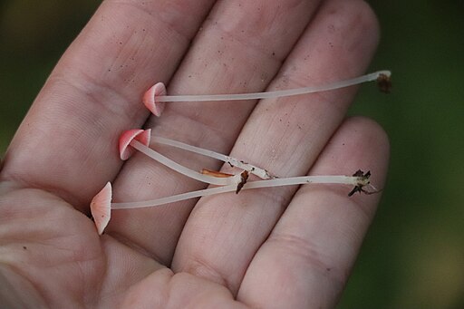 Orangeroter Helmling, Mycena acicula