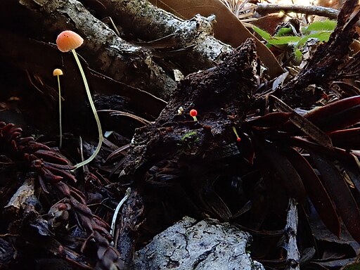 Orangeroter Helmling, Mycena acicula