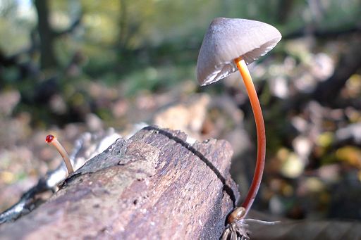 Gelborangemilchender Helmling, Mycena crocata