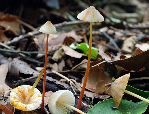 Gelborangemilchender Helmling, Mycena crocata