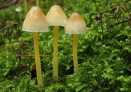 Schleimiger Helmling, Mycena epipterygia
