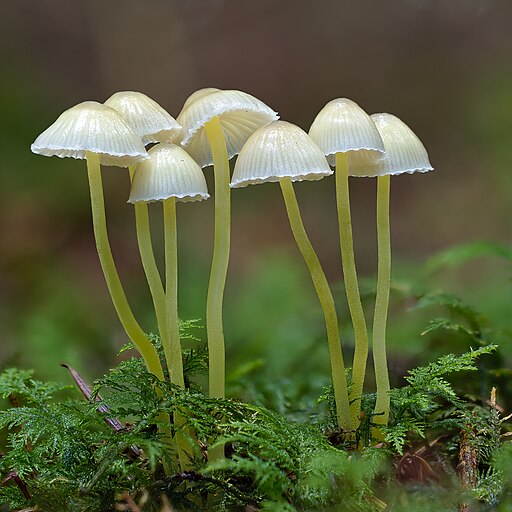 Schleimiger Helmling, Mycena epipterygia