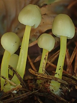 Schleimiger Helmling, Mycena epipterygia
