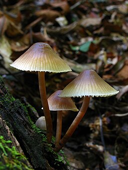 Rosablättriger Helmling, Mycena galericulata