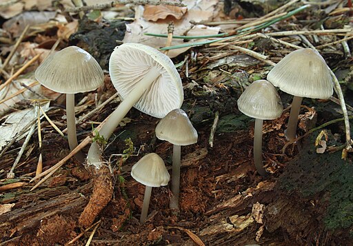 Rosablättriger Helmling, Mycena galericulata