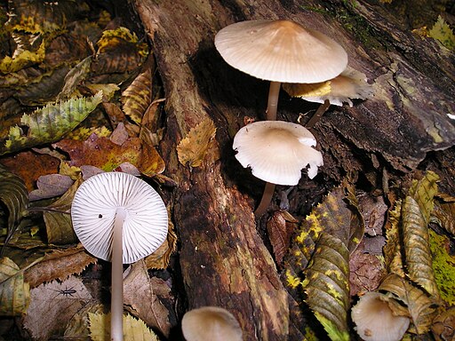 Rosablättriger Helmling, Mycena galericulata