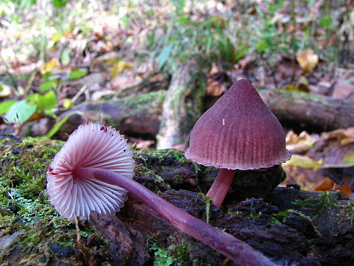 Großer Blut-Helmling, Mycena haematopus