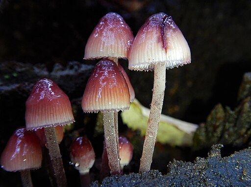 Großer Blut-Helmling, Mycena haematopus