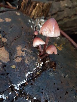 Großer Blut-Helmling, Mycena haematopus