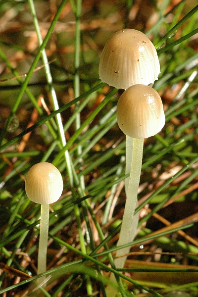 Kegeliger Helmling, Mycena metata