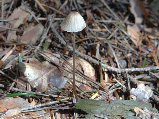 Kegeliger Helmling, Mycena metata