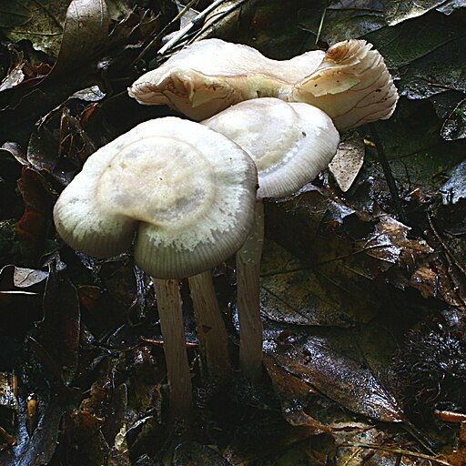 Schwarzgezähnelter Rettich-Helmling, Mycena pelianthina