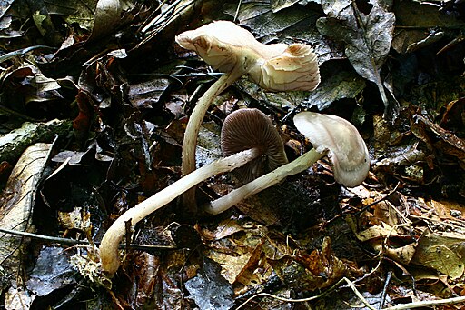 Schwarzgezähnelter Rettich-Helmling, Mycena pelianthina