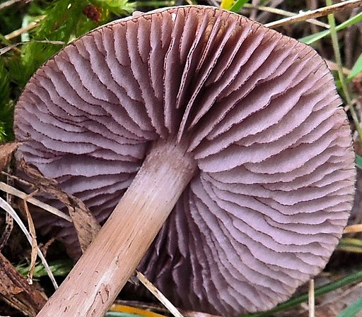 Schwarzgezähnelter Rettich-Helmling, Mycena pelianthina