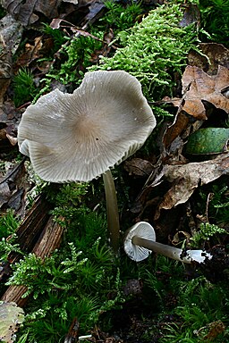 Rillstieliger Helmling, Mycena polygramma