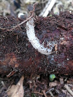 Rillstieliger Helmling, Mycena polygramma