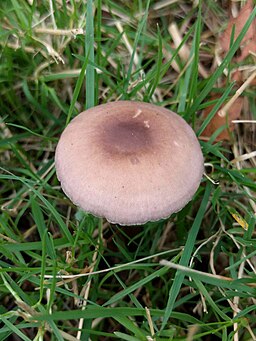 Gemeiner Rettich-Helmling, Mycena pura