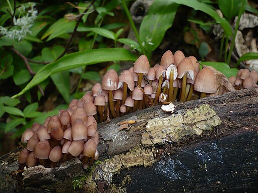 Gelbstieliger Nitrat-Helmling, Mycena renati