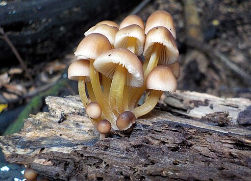 Gelbstieliger Nitrat-Helmling, Mycena renati