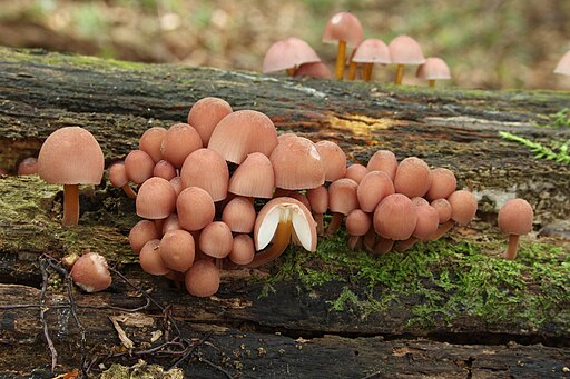 Gelbstieliger Nitrat-Helmling, Mycena renati