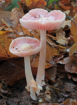 Rosa Rettich-Helmling, Mycena rosea