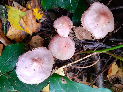 Rosa Rettich-Helmling, Mycena rosea