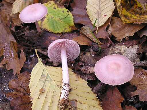 Rosa Rettich-Helmling, Mycena rosea