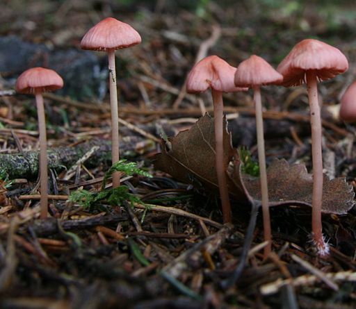 Rosaschneidiger Helmling, Mycena rosella